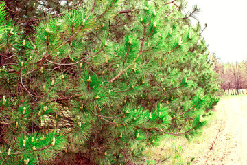 Fototapeta premium Pine forest, vegetation in Russia in the Rostov region. Firs and trees in the warm season, over the sky with clouds, in summer and in spring. Sand trails for walking on fresh and fragrant air from con