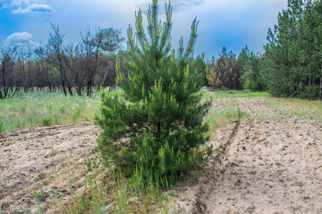 Pine forest, vegetation in Russia in the Rostov region. Firs and trees in the warm season, over the sky with clouds, in summer and in spring. Sand trails for walking on fresh and fragrant air from con