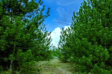Fototapeta na wymiar Pine forest, vegetation in Russia in the Rostov region. Firs and trees in the warm season, over the sky with clouds, in summer and in spring. Sand trails for walking on fresh and fragrant air from con