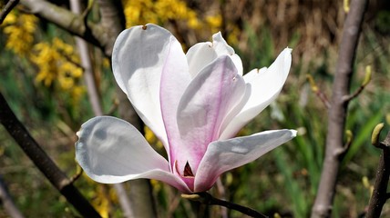  magnolia flowers in the garden