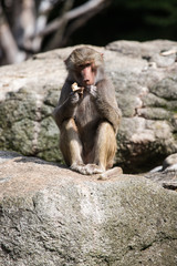 Eating baboon
