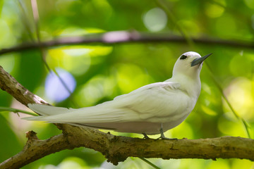 Feenseeschwalbe (Gygis alba) auf der Seychellen-Insel Cousin.
