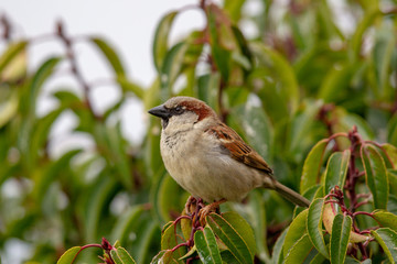Männlicher Haussperling (Passer domesticus) im Garten.