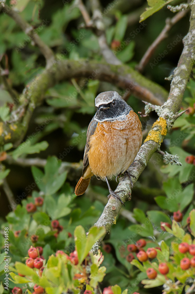 Poster close up upright vertical format of a female redstart perched on a branch in a hawthorn tree