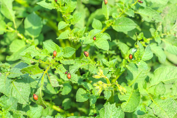 Colorado potato beetles