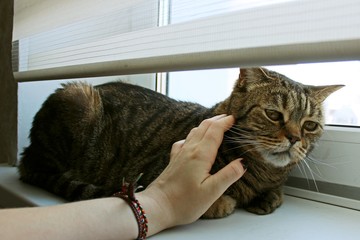 hand stroking the cat on the window and the cat angry