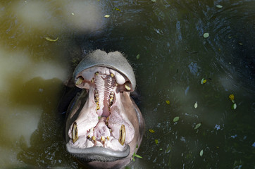 Hippo in water with open mouth in zoo in Thailand