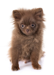 puppy pomeranian in studio