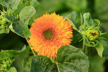 Sunflower grow in the wild