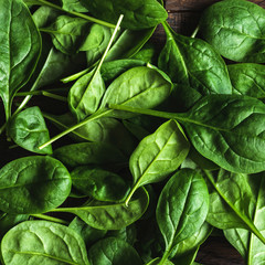 Fototapeta na wymiar Baby spinach leaf as a background. Vibrant green color
