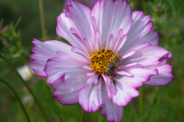 Obraz premium A bee on a flower of a cosme. Сandid.