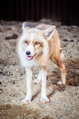 Portrait of wild golden fox in enclosure