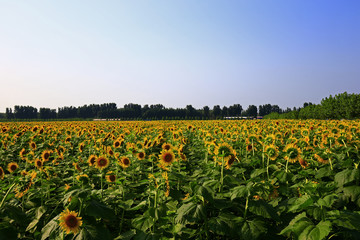 Fototapeta na wymiar Sunflower grow in the wild