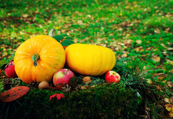 bright orange pumpkins with red apples, walnuts, cones in the autumn forest on green moss, on an old stump from birch