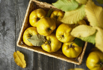 A lot of apple quince  on dark wooden background. top view
