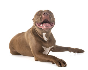 american pitbull in studio