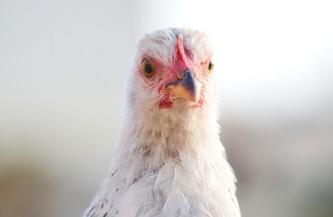 Obraz premium White hen looking directly at camera with an angry expression