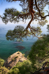 Beautiful natural landscape, pine and sea