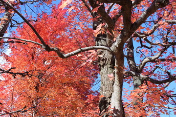 オレンジ一色の紅葉