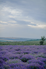 Plakat lavender field in cloudy weather