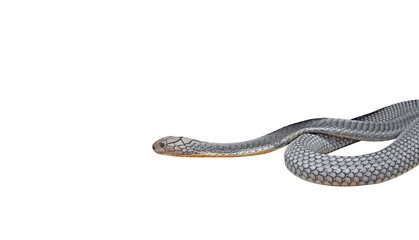 Close up King Cobra Coiled Isolated on White Background with Space and Clipping Path