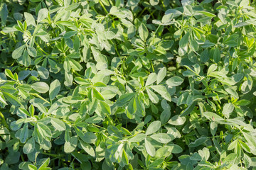 Background of the field of alfalfa covered with dew