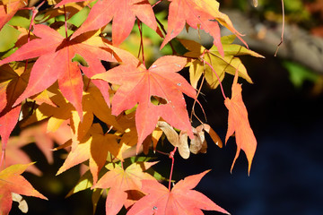 色とりどりの、紅葉の落ち葉