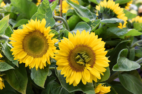 Sonnenblumen, bio, regional