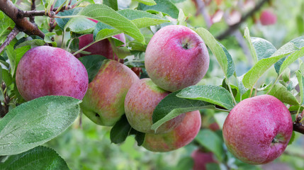 Red apples on the branch in an orchard close-up