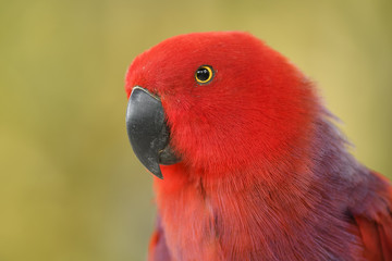 Eclectus Parrot - Eclectus roratus, beautiful colorful parrot from Indonesian forests and woodlands, New Guinea.