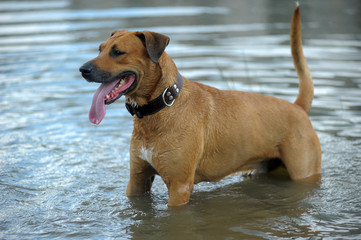 red dog bathes in the lake