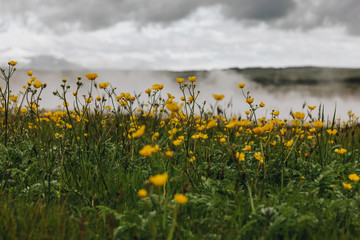 meadow with yellow buttercups and steam under cloudy sky in Iceland