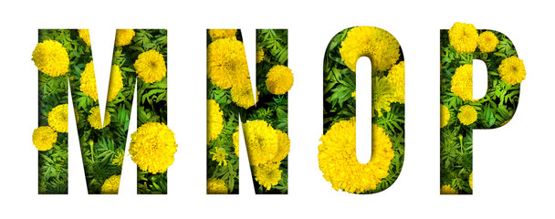 Alphabet M, N, O, P made from marigold flower font isolated on white background. Beautiful...