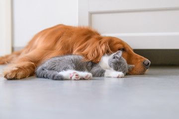 Golden Retriever and Kitten