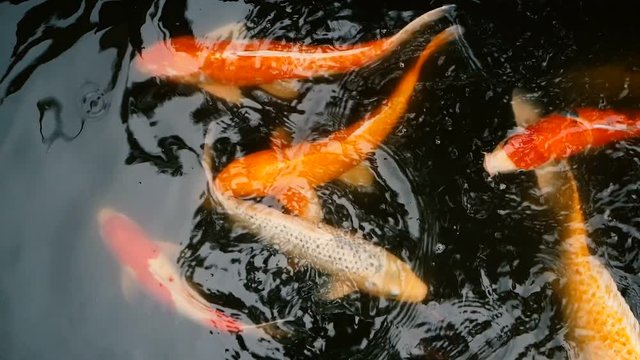 Natural background, aquarium close up. Vibrant Colorful Japanese Koi Carp fish swimming in traditional garden pond. Chinese Fancy Carps under water surface. Oriental symbols of fortune and good luck.