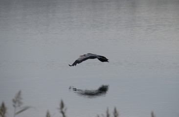 Grey Heron flying at sunrise at lake Mälaren in Bromma, Stockholm