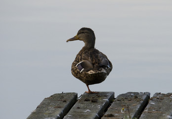 Duck on a jetty by the lake Mälaren in Bromma, Stockholm