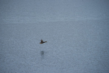 Ducks flying at sunrise at lake Mälaren in Bromma, Stockholm