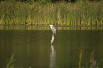 Heron on a pole in a pond at Bromma, Stockholm