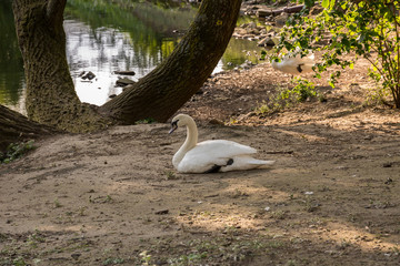 Swan
