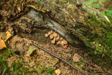 Agaric honey in the forest