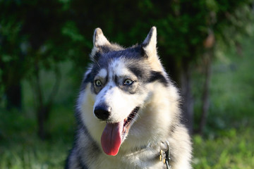 Obraz premium Siberian Husky dog portrait outdoor