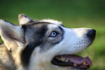 Siberian Husky dog portrait outdoor