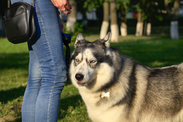 Portrait of a beautiful Siberian husky outdoors in a park on a leash next to a woman