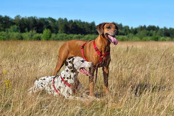 Two dogs on a field