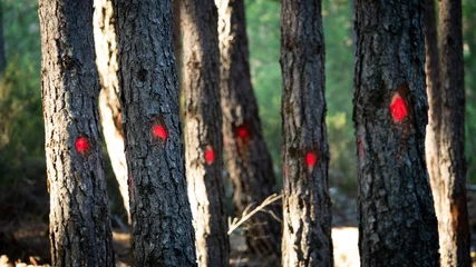 Photo sur Aluminium Arbres Trees marked for cut with red dots