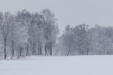 WINTER ATTACK - Fields and plants and trees covered with snow