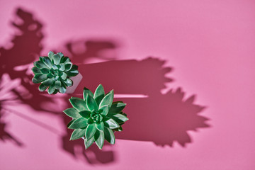 Top view shot succulent plant Echeveria, green leaves Monstera plant Philodendron with shadows on a...