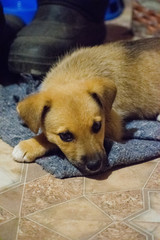 Cute puppy looking at the camera , closeup, selective focus. Puppy - portrait of cute puppy.