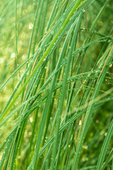 drops of water after the rain on the grass